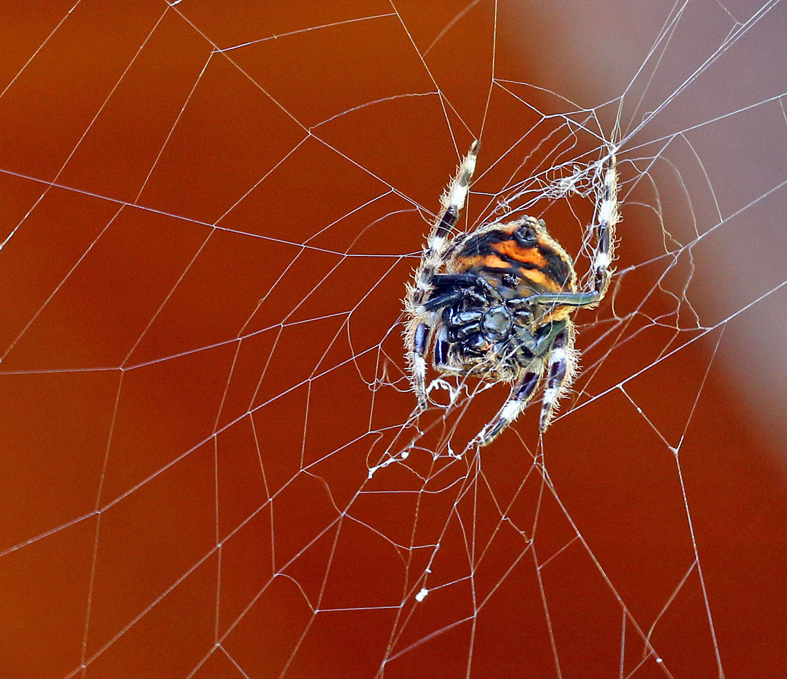 Bark Spider (Caerostris sexcuspidata) Underside view Caerostris,Caerostris sexcuspidata,Common bark spider,Fall,Geotagged,South Africa,bark spiders,spiders