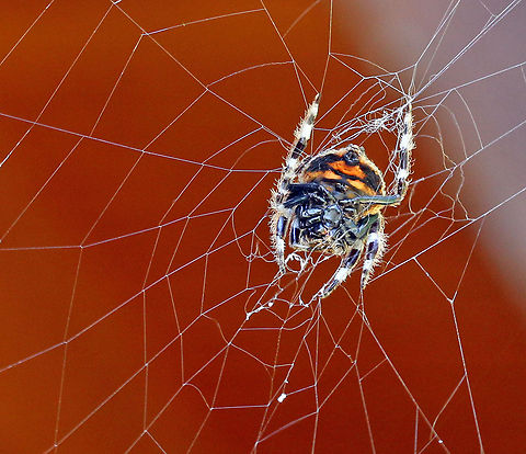 Bark Spider (Caerostris sexcuspidata) Underside view Caerostris,Caerostris sexcuspidata,Common bark spider,Fall,Geotagged,South Africa,bark spiders,spiders