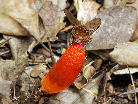 'Devil's Dipstick'  with unknown fly butt! I don't know which is the more gross, the fungi or the fly! Geotagged,Mutinus elegans,South Africa,fungi,mutinus elegans,south africa