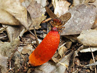 'Devil's Dipstick'  with unknown fly butt! I don't know which is the more gross, the fungi or the fly! Geotagged,Mutinus elegans,South Africa,fungi,mutinus elegans,south africa