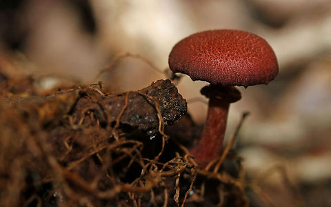 Lepiota friesii var. acutesquamosa. I had this one identified by an expert, I wasn't convinced at first owing to the colour but it checks all the right boxes and it appears this is a synonym for the  L. Aspera plus I am not going to argue with an expert! Geotagged,Lepiota aspera,South Africa,fungi,mushrooms