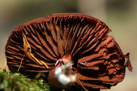Lepiota frieiis underside  Fall,Geotagged,Lepiota asperamushrooms,South Africa,fungi,lepiota,south africa