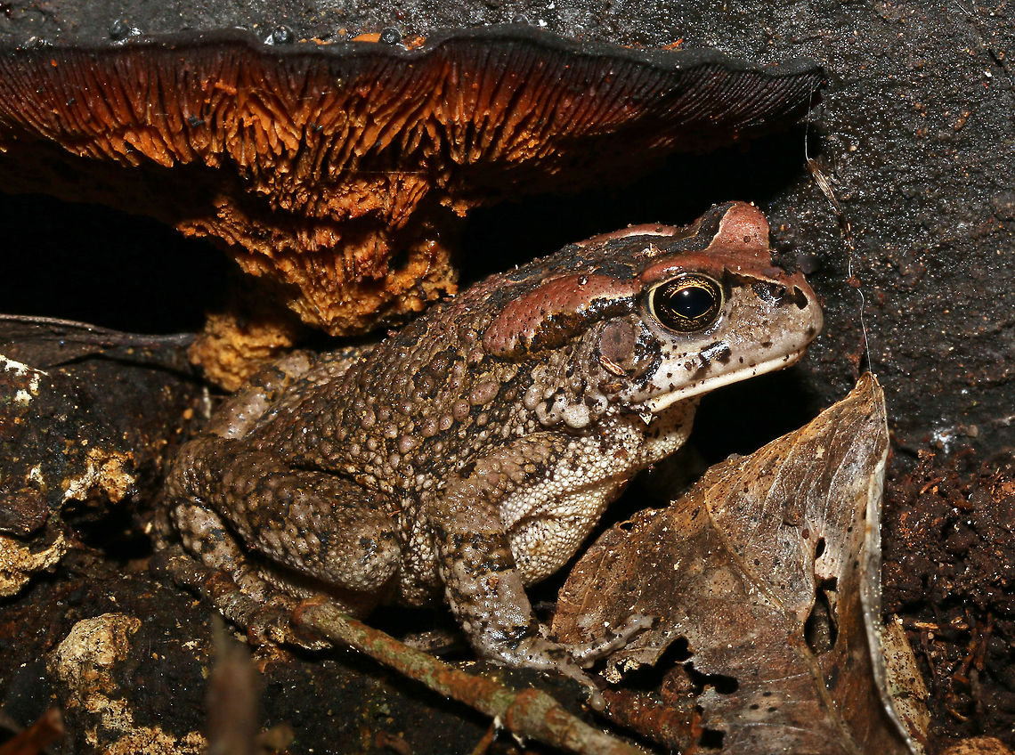 Raucous Toad This little fellow hung around with me for a little while whilst searching for fungi. Now I know where all the noise comes from!<br />
From Wiki: Although its vocalisations vary, the most characteristic call is a loud, incessant duck-like quacking, mainly at night. It quacks almost entirely in the breeding season, generally in groups of males near the water&#039;s edge. Amietophrynus rangeri,Fall,Geotagged,Rangers toad,South Africa,amphibians,south africa,toads