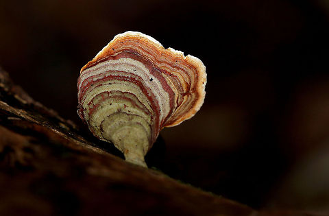 False Turkey Tail Beautiful little fungi found close to my home Fall,Geotagged,South Africa,Stereum ostrea,fungi,mushrooms,south africa,stereum ostrea
