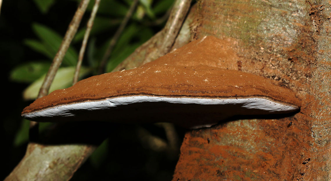 Artist's fungus So called as marks made by rubbing or scratching the surface remain permanent. Artist's Fungus,Fall,Ganoderma applanatum,Geotagged,South Africa,fungi,mushrooms