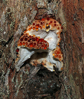 Bleeding tooth fungus Found another one of these little jewels, maybe it is my imagination but this one looks like a little tree monster with arms ready to grab you and suck you into that drooling mouth. Scared me! Fall,Geotagged,South Africa,Spring,forest,fungi,hydnellum,mushroom,south africa