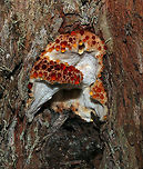 Bleeding tooth fungus Found another one of these little jewels, maybe it is my imagination but this one looks like a little tree monster with arms ready to grab you and suck you into that drooling mouth. Scared me! Fall,Geotagged,South Africa,Spring,forest,fungi,hydnellum,mushroom,south africa