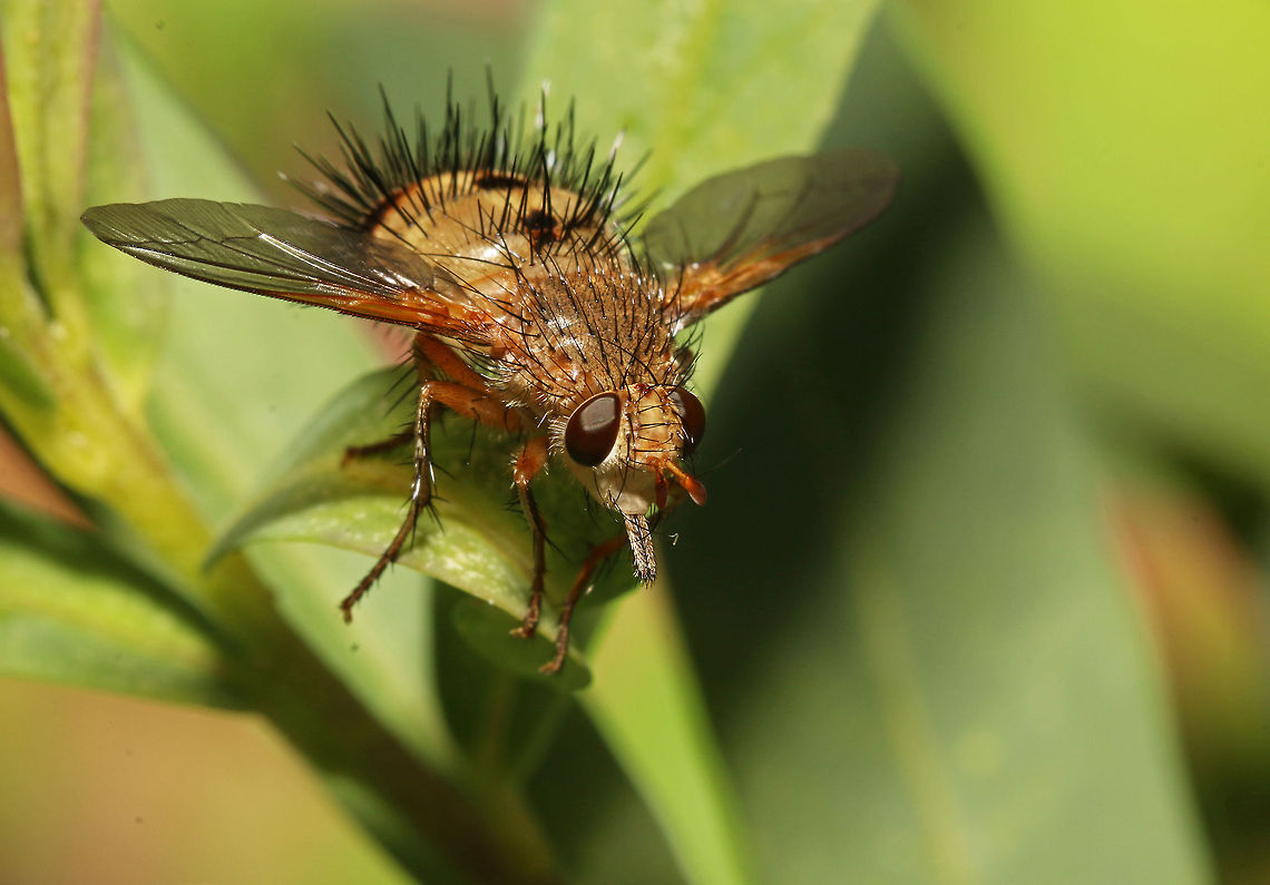 Tachinid fly, front view As nasty as it looks, these flies lay their eggs in the larvae of other insects which subsequently eat their way out, leaving the vital organs for the very last burst of freedom. Yeuch! Dejeania bombylans,Fall,Geotagged,South Africa,Tachinid fly,flies,insects,south africa
