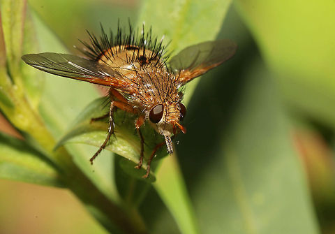 Tachinid fly, front view As nasty as it looks, these flies lay their eggs in the larvae of other insects which subsequently eat their way out, leaving the vital organs for the very last burst of freedom. Yeuch! Dejeania bombylans,Fall,Geotagged,South Africa,Tachinid fly,flies,insects,south africa