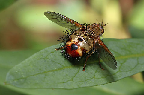 Tachynid fly, bum shot  Dejeania bombylans,Fall,Geotagged,South Africa,Tachinid fly,flies,insects,parasitic insects,soouth africa