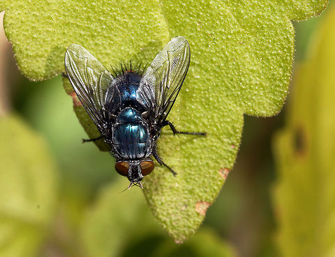 Banded Blowfly These amazing flies are of great importance in forensic science as they are the first insect to come into contact with carrion due to their ability to smell dead animal matter for up to 16km!!! Chrysomya albiceps,Geotagged,South Africa,chrysomya albiceps,flies