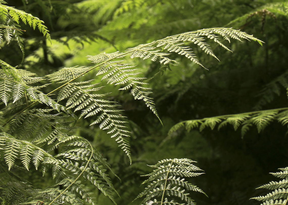 False Bracken Not the most exciting species on JD but as a plant that appears to grow everywhere here, I thought it deserved a mention! Fall,Geotagged,Hypolepis sparsisora,South Africa,brackens,ferns