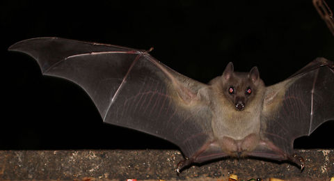 Batman Focusing is dreadful and a shame one wing is cut off but I hope I can be forgiven that for a (almost) full frontal bat! Epomophorus crypturus,Fall,Geotagged,Peterss Epauletted Fruit Bat,South Africa,bats,mammals,nocturnal,south africa