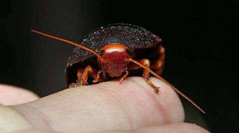 Giant cockroach This one was only about 3cm long but they can get up to 4cm. Couldn't really get a good photo of its head so I had to put it on my hand. Aptera fusca,Fall,Geotagged,South Africa,aptera fusca,cockroaches,south africa