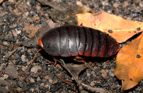 Cape Mountain Cockroach Despite their name, these are lovely little insects. This one is about 3cm long Aptera fusca,Fall,Geotagged,South Africa,aptera fusca,cockroaches,south africa