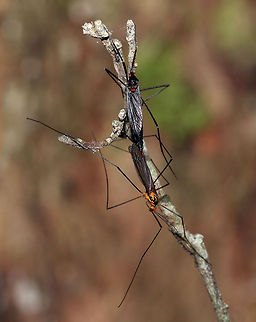 Crane Fly Nephrotoma antennata is a species indigenous to South Africa Crane Fly,Fall,Geotagged,Nephrotoma antennata,South Africa,flies,insects,south africa