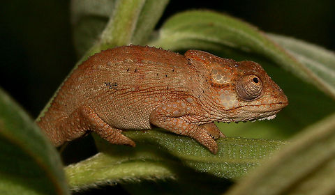 Chameleon Found this littly beauty outside my front door this afternoon! Bradypodion damaranum,Bradypodion gutturale,Fall,Geotagged,Knysna dwarf chameleon,Robertson dwarf chameleon,South Africa,chameleons,reptiles
