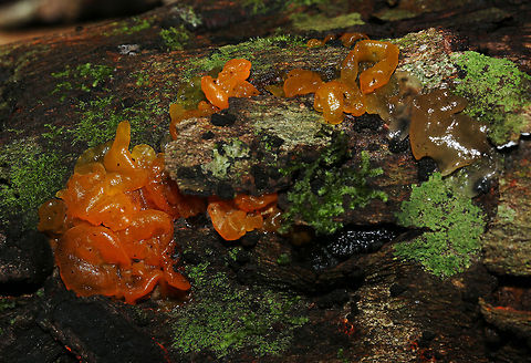 Yellow Brain Fungus  Fall,Geotagged,South Africa,Tremella mesenterica,fungus,jelly fungus,tremella,witches butter,yellow brain