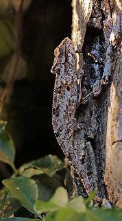 Robertson dwarf chameleon