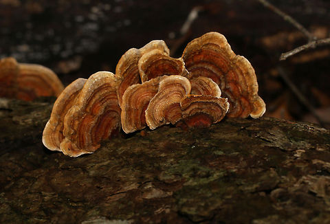 Hairy Crustcap What a wonderful name! Better description than wiki, taken from the Mushroom Expert.com
Fruiting Body: Individually .5-3 cm across, but often fused together; fan-shaped, semicircular, or irregular; densely velvety, hairy, or with appressed hairs; with concentric zones of texture and color; colors variable, but generally ranging from yellow to tan, brown, reddish brown, or buff (sometimes developing greenish shades in old age as a result of algae); laterally attached, without a stem.
Undersurface: Smooth; yellowish to yellow-brown or grayish brown; sometimes bruising darker yellow.
 Fall,Geotagged,Hairy Stereum,South Africa,Stereum hirsutum,bracket fungi,crust fungi,fungi,mushrooms