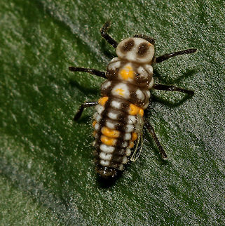 Ladybird larvae I have yet to determine which species of ladybird! Geotagged,South Africa,ladybird,larvae