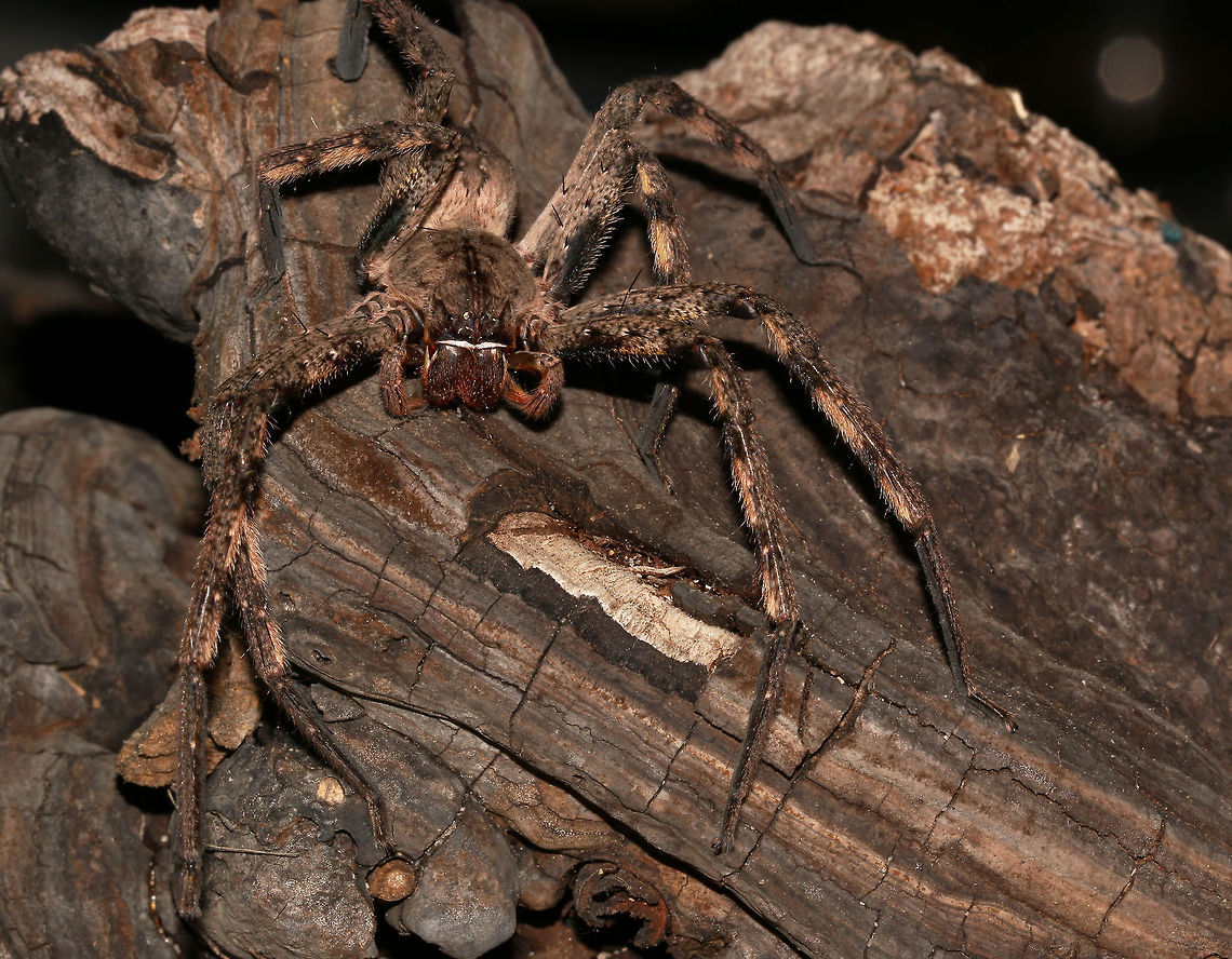 Rain Spider This one tried to get in the shower with me this morning so was hastily taken outside. This was probably the largest one I have ever seen , probably with a leg span of about 8cm. Totally harmless, these spiders do not like the rain which is when they come indoors, hence their name, so I have no idea why it wanted a shower! I don&#039;t know if this is male or female. Females tend to be fatter and the males have longer legs and are brighter so I would guess this was a male. Rain spiders are one of the largest non-tarantula spiders. Common rain spider,Fall,Geotagged,Palystes superciliosus,South Africa,Spiders