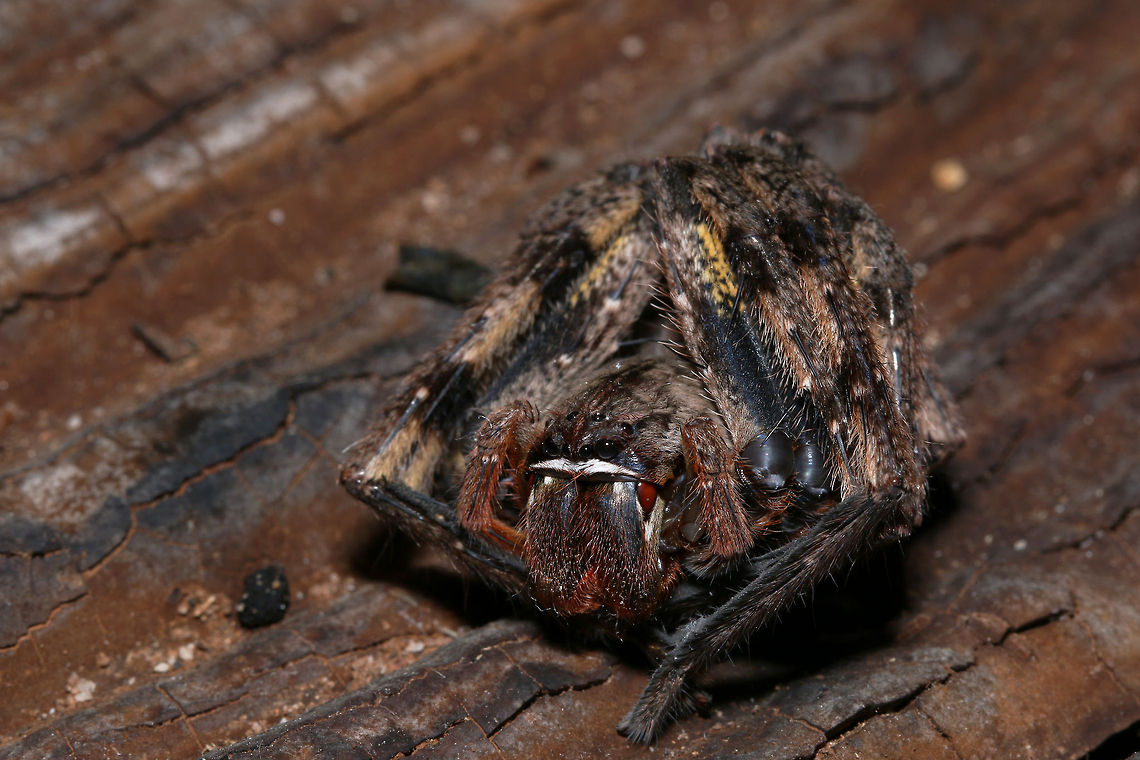 Rain spider in defence mode Despite looking so scary, like most spiders they are more afraid of humans and these ones, if touched, roll themselves into a little ball. Common rain spider,Fall,Geotagged,Palystes superciliosus,South Africa,south africa,spiders