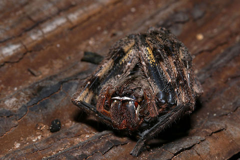 Rain spider in defence mode Despite looking so scary, like most spiders they are more afraid of humans and these ones, if touched, roll themselves into a little ball. Common rain spider,Fall,Geotagged,Palystes superciliosus,South Africa,south africa,spiders