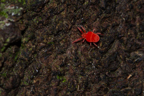 Red Velvet Mite (Trombidiidae sp) Found this tiny 3mm mite in the forest. Unfortunately I don't think I will get a full ID, but I will try.
Terrible photo sorry, in a bad location and the damned thing was running around like it was on fire! Fall,Geotagged,South Africa,mites,south africa,trombidiina