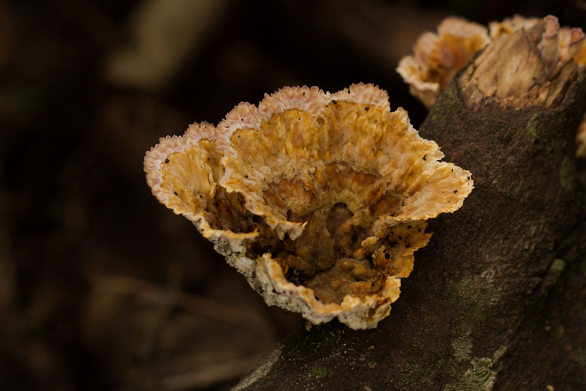 Ridged Bracket Very pretty bracket fungus in the woods near my home. Cymatoderma elegans,Fall,Geotagged,South Africa,bracket,cymatoderma elegans,fungi,fungus