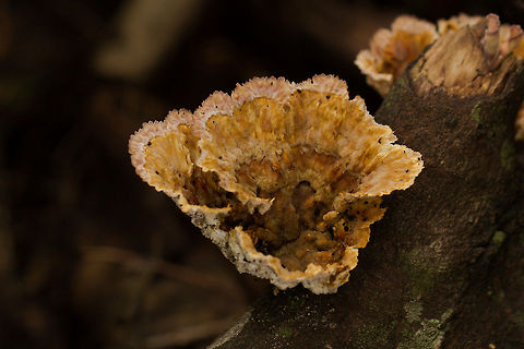 Ridged Bracket Very pretty bracket fungus in the woods near my home. Cymatoderma elegans,Fall,Geotagged,South Africa,bracket,cymatoderma elegans,fungi,fungus