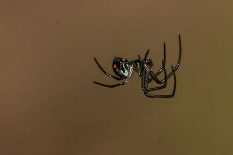 Red-spotted Marsh spider I had almost given up all hope of seeing this tiny 5mm spider again after it disappeared from the garden. It was a real pain to identify when I first saw it and I  wanted a better photo. However, today when I was taking a photo of a seed on the ground, I spotted it! I never thought that seeing a little tiny spider could give me so much joy! I think this is a slightly better photo than previous ones. (Thank you Lightroom ;) ) Fall,Geotagged,Leucauge thomeensis,Red-spotted marsh spider,South Africa,marsh spiders