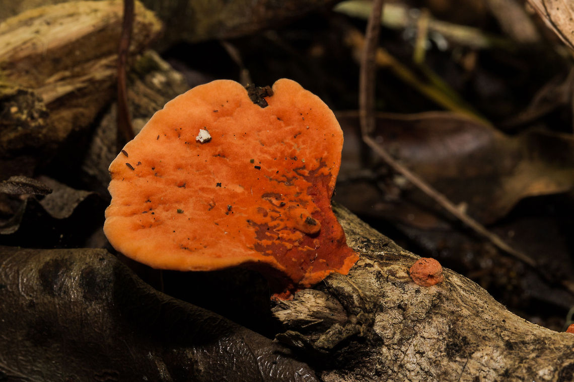 Tropical Cinnabar Bracket  Fall,Geotagged,Pycnoporus sanguineus,South Africa,bracket,fungi