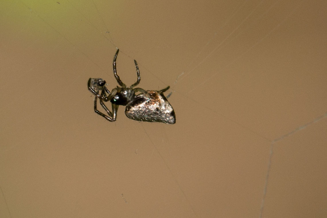 Garbage line spider (male) If it wasn&#039;t for the shiny abdomen, I may well have missed this lovely little spider Cyclosa insulana,Fall,Geotagged,Insulana garbage-line web spiders,South Africa,arachnids,orb-weavers,south africa,spider