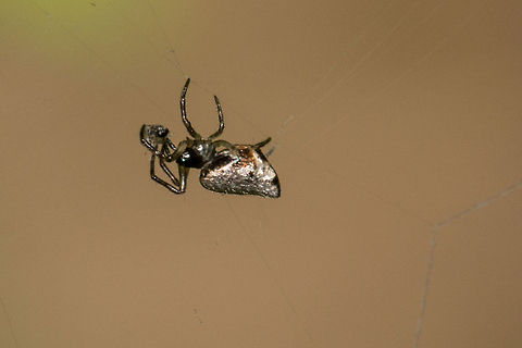 Garbage line spider (male) If it wasn't for the shiny abdomen, I may well have missed this lovely little spider Cyclosa insulana,Fall,Geotagged,Insulana garbage-line web spiders,South Africa,arachnids,orb-weavers,south africa,spider