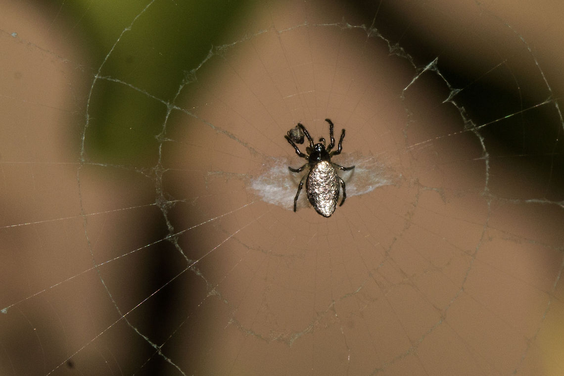 Garbage line spider (male) Garbage line spiders are so called due to their habit of collecting dead bodies and other debris which are placed on the web. This acts as camouflage for the little spiders, a defense against predators.<br />
Looks like this little chap is just starting his graveyard collection! Cyclosa insulana,Fall,Geotagged,Insulana garbage-line web spiders,South Africa,orb-weavers,south africa,spiders