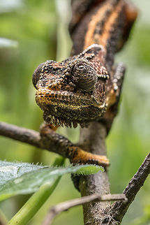 Dwarf chameleon Third photo of the same species of chameleon and all three look completely different! Bradypodion gutturale,Fall,Geotagged,Robertson dwarf chameleon,South Africa,chameleons,dwarf chameleons,reptiles,south africa
