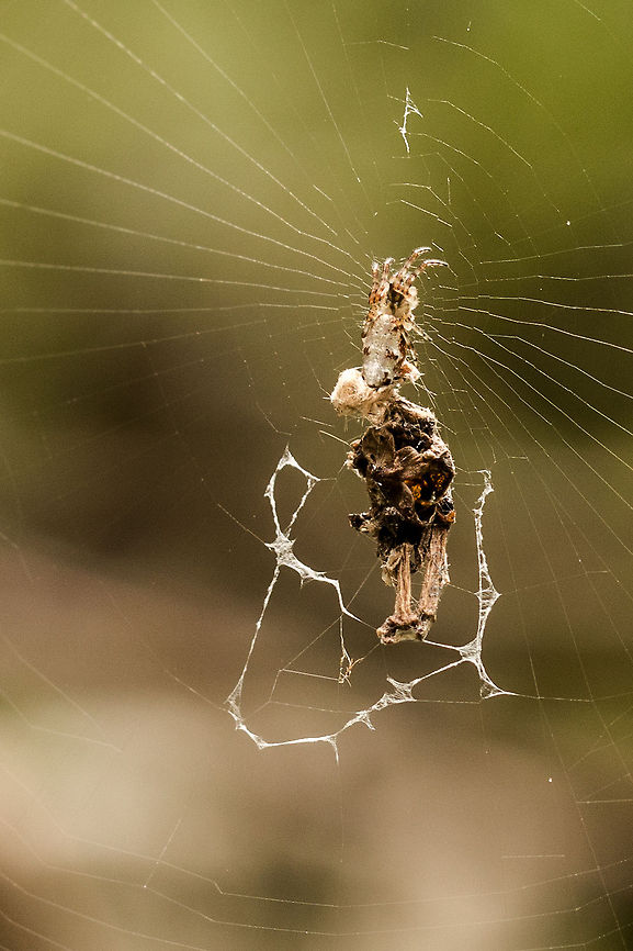 Garbage line spider Complete with his little collection of garbage. Not the clearest of photos but the little spider is at the top of all this rubbish, at the centre of the web. Cyclosa insulana,Fall,Geotagged,Insulana garbage-line web spiders,South Africa,arachnids,cyclosa,south africa,spiders