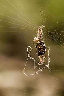 Garbage line spider Complete with his little collection of garbage. Not the clearest of photos but the little spider is at the top of all this rubbish, at the centre of the web. Cyclosa insulana,Fall,Geotagged,Insulana garbage-line web spiders,South Africa,arachnids,cyclosa,south africa,spiders