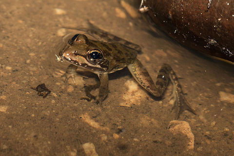 Cape river frog Lots of tiny versions of this frog in our local stream, they can grow up to 12cm however so I shall have to go and hunt for Mummy and Daddy! Amietia fuscigula,Amphibians,Cape river frog,Fall,Geotagged,South Africa,frog,south africa