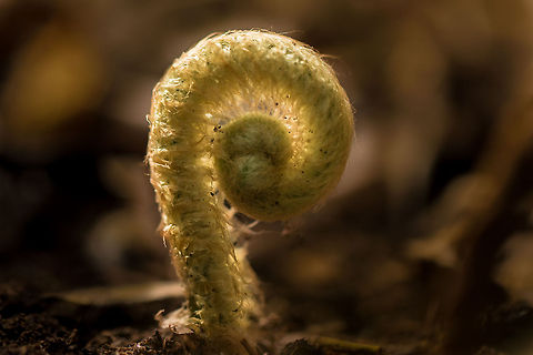 New Life  Fall,False bracken,Geotagged,South Africa,brackens,ferns