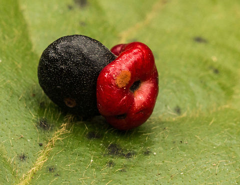The seed of a Whitepear tree Despite its name it has no relation to pear trees in Europe.
I kept finding these little (1cm) seeds in the forest, the seed is the black part and the red fruit is soft and fleshy. Curiosity got the better of me and now I know where they came from. No photo of the tree I am afraid, they are right in the middle of the forest where they can grow to 25m in these parts.
In South Africa the whitepear is much sought after for furniture making, it was often used for the wooden frames of wagon wheels and rifle butts.
The roots and leaves were once used medicinally for internal parasites and ear inflammation. The leaves can be boiled and eaten with porridge (yuk). The fresh leaves are toxic to snails and could be used to kill the snail hosts of bilharzia parasites. 
The bark used to be used to ward off evil spirits.
The fruit is very popular with birds.
Ref: 'Trees of the Garden Route' by Elna Venter Apodytes dimidiata,Fall,Geotagged,South Africa,trees