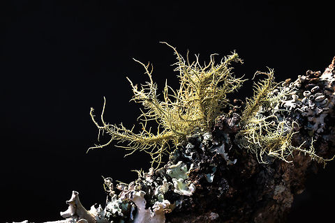 Old Man's Beard A type of lichen (Usnea sp.) that is typical growing from trees in damp or humid forests, it tends to form on sick or dying trees which often leads people to think that it is the lichen itself killing its host, but that is not the case. Strangely enough, it is a form of fungi. I think this one is U. barbata but not 100% sure.
The forest around me is covered in this, which tends to form long tendrils hence its name. This is just a baby one. Fall,Geotagged,South Africa,fungi,lichens,south africa