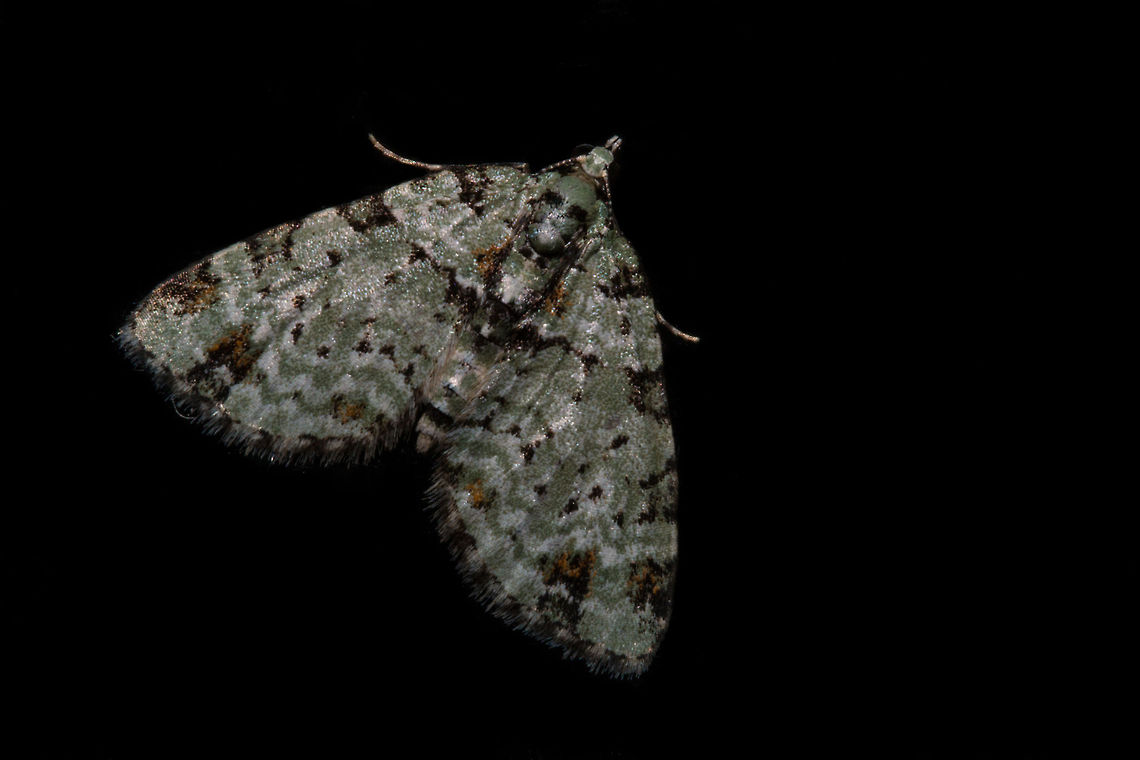 Moth This little guy has been parked on my window all day so I guessed it must want its photo taken!<br />
Not the clearest, struggling with macro at the moment. ID is proving difficult too, bear with me! Fall,Geotagged,Mossy carpet,Moth Week 2018,Piercia bryophilaria,South Africa,lepidoptera,moths