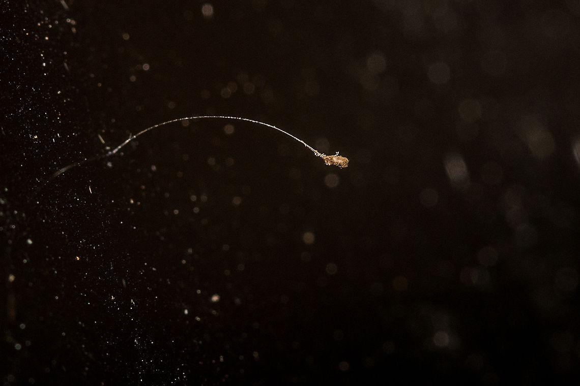 The egg of a lacewing moth My apologies again for poor macro work however, this was too fascinating not to post!<br />
Found a whole row of these 'things'  (appx 10mm long) on the window last night and I have discovered that they are the eggs of either a lacewing moth or an antlion. It appears that 'Mother Nature has developed this ingenious method to perpetuate the Lacewing. Immature lacewings are fierce hunters, and if eggs hatched, the young would quickly devour one another. The female Lacewing deposits each egg at the end of a stalk, so by the time a newly hatched Aphid Wolf or Aphid Lion climbs down, its brothers and sisters have already wandered away.' (<a href="http://www.whatsthatbug.com/2005/08/12/lacewing-eggs-2/)" rel="nofollow">http://www.whatsthatbug.com/2005/08/12/lacewing-eggs-2/)</a> Fall,Geotagged,Lacewing,Neuroptera,Ovae,South Africa