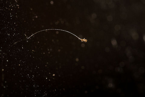The egg of a lacewing moth My apologies again for poor macro work however, this was too fascinating not to post!
Found a whole row of these 'things'  (appx 10mm long) on the window last night and I have discovered that they are the eggs of either a lacewing moth or an antlion. It appears that 'Mother Nature has developed this ingenious method to perpetuate the Lacewing. Immature lacewings are fierce hunters, and if eggs hatched, the young would quickly devour one another. The female Lacewing deposits each egg at the end of a stalk, so by the time a newly hatched Aphid Wolf or Aphid Lion climbs down, its brothers and sisters have already wandered away.' (http://www.whatsthatbug.com/2005/08/12/lacewing-eggs-2/) Fall,Geotagged,Lacewing,Neuroptera,Ovae,South Africa