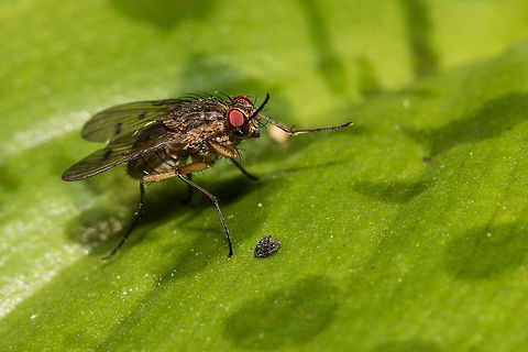 Fl-eye wash Sorry, couldn't help myself. Possibly a common house fly but something doesn't look right, so I am still checking Fall,Geotagged,Housefly,Musca domestica,South Africa,diptera,flies,insects