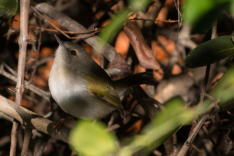Bleating Warbler This little bird took me by surprise when I was out looking for insects and just managed to get this shot before it disappeared back into the bushes. I thought I knew all the birds that live around here..obviously not!  Camaroptera brachyura,Fall,Geotagged,Green-backed Camaroptera,South Africa,birds,passerines,south africa