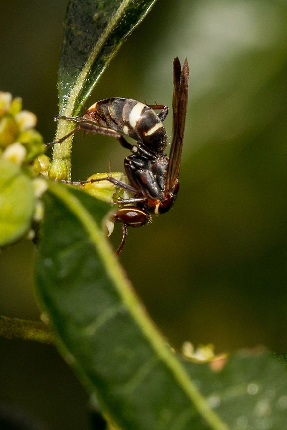 Spider-hunting wasp side view  Fall,Geotagged,South Africa,hymenoptera,south africa,wasps