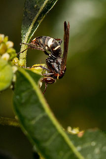 Spider-hunting wasp side view  Fall,Geotagged,South Africa,hymenoptera,south africa,wasps